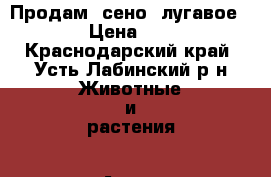 Продам  сено  лугавое    › Цена ­ 150 - Краснодарский край, Усть-Лабинский р-н Животные и растения » Аксесcуары и товары для животных   